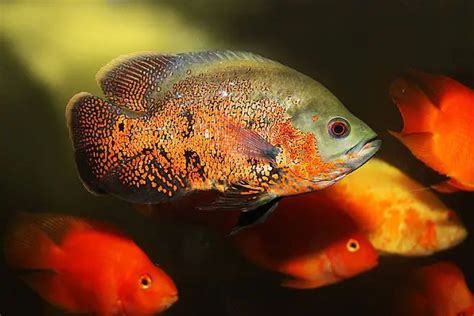 地圖魚飼養|飼養地圖魚的一些建議